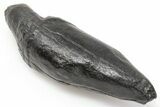 Fossil Sperm Whale (Scaldicetus) Tooth - South Carolina #198783-1
